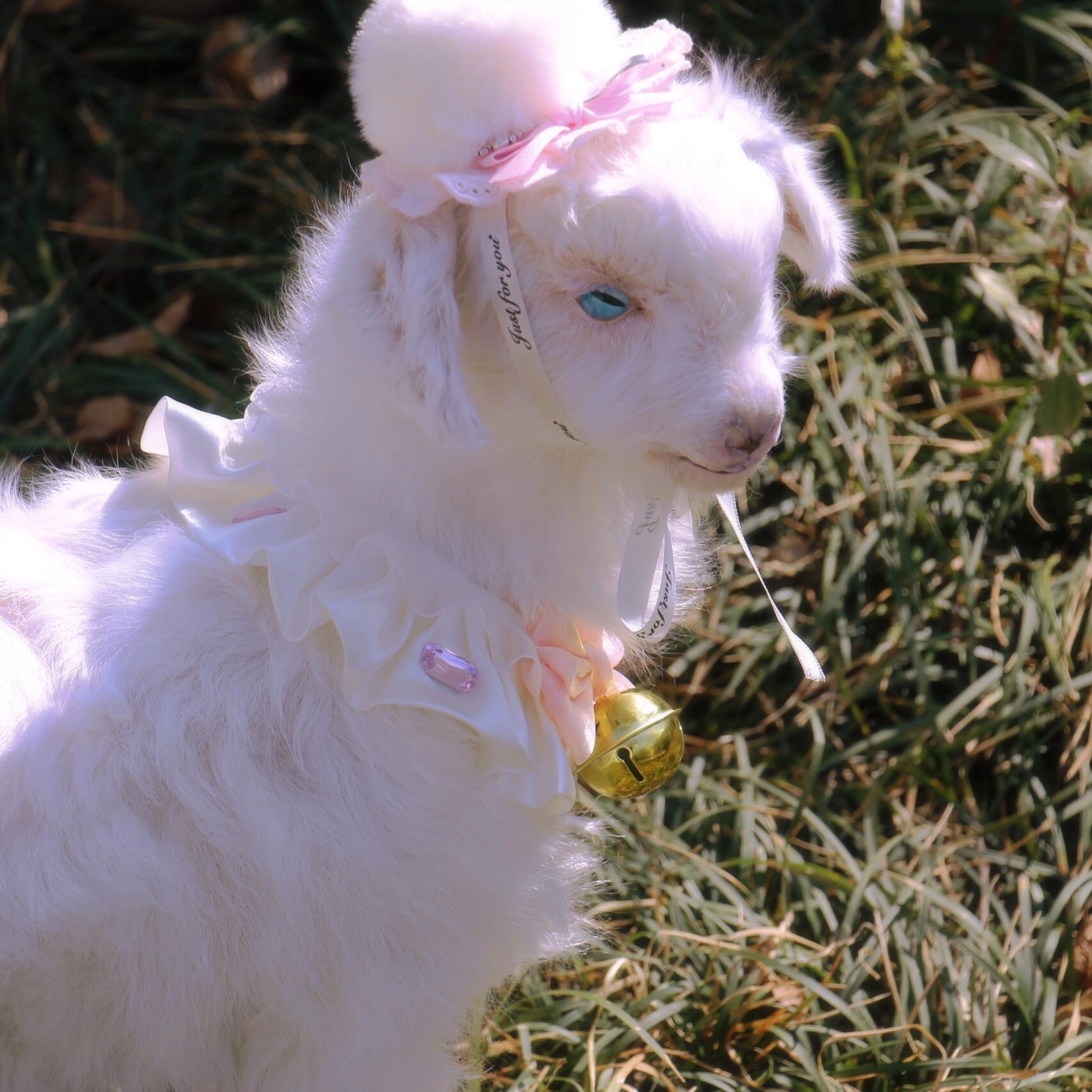 2121 Boutique series Handmade Sweet Lamb Taxidermy Display Gothic Farmhouse Decor Collector's Curio Odorless Global Express Creative Gift