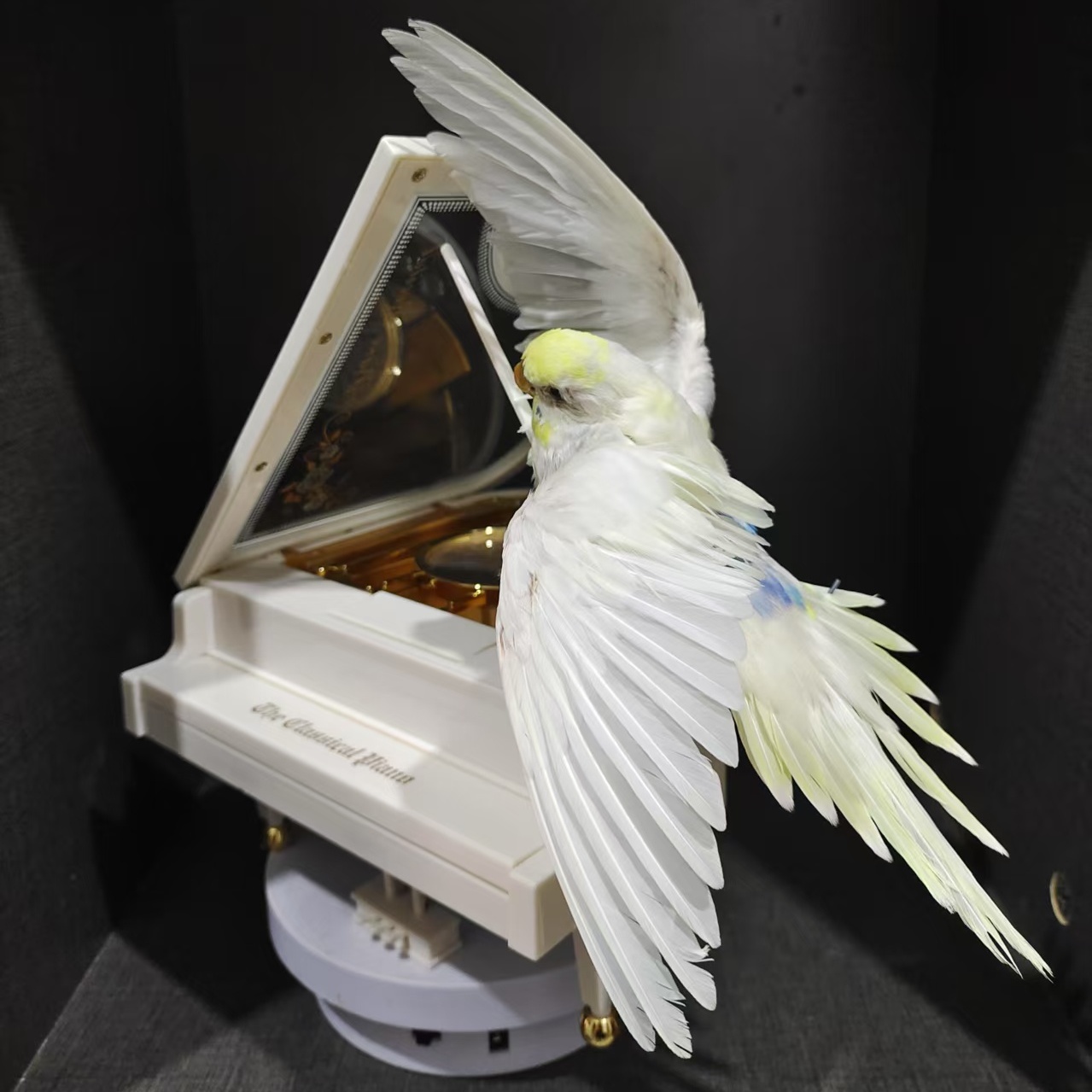 2010 Small bird taxidermyColorful Dancing Parrot Resin Art Decor with 