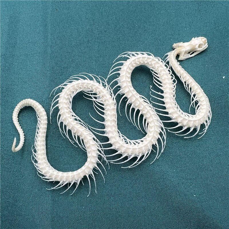 2115 Wholesale series 1/5/10 Pcs Crocodile Skull Artwork Decorative Sculpture Lot Premium Quality Animal Skull Home Decor Science