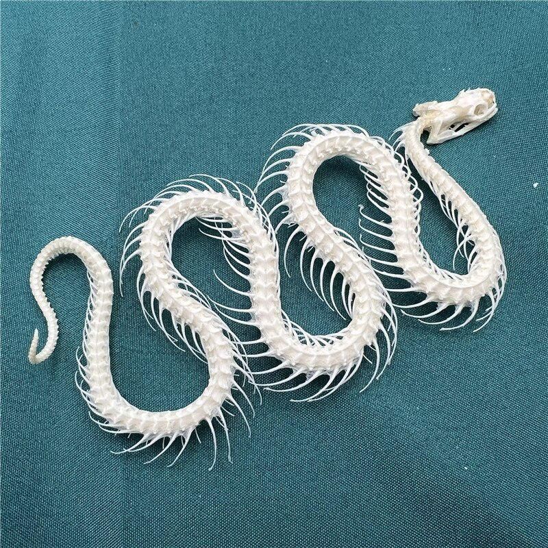 2115 Wholesale series 1/5/10 Pcs Crocodile Skull Artwork Decorative Sculpture Lot Premium Quality Animal Skull Home Decor Science