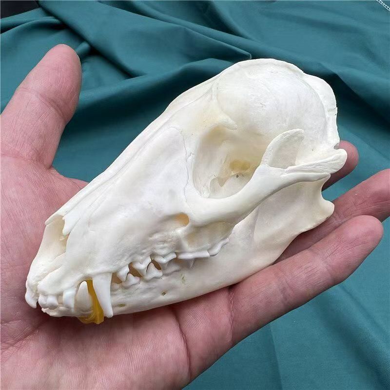 2115 Wholesale series 1/5/10 Pcs Crocodile Skull Artwork Decorative Sculpture Lot Premium Quality Animal Skull Home Decor Science