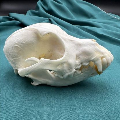 2115 Wholesale series 1/5/10 Pcs Crocodile Skull Artwork Decorative Sculpture Lot Premium Quality Animal Skull Home Decor Science