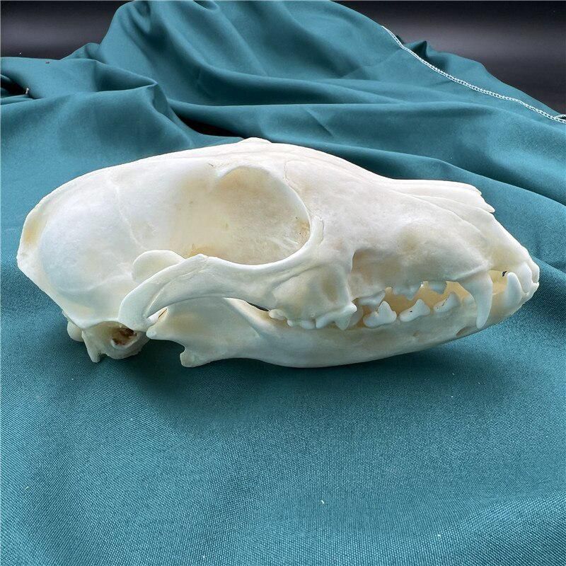2115 Wholesale series 1/5/10 Pcs Crocodile Skull Artwork Decorative Sculpture Lot Premium Quality Animal Skull Home Decor Science