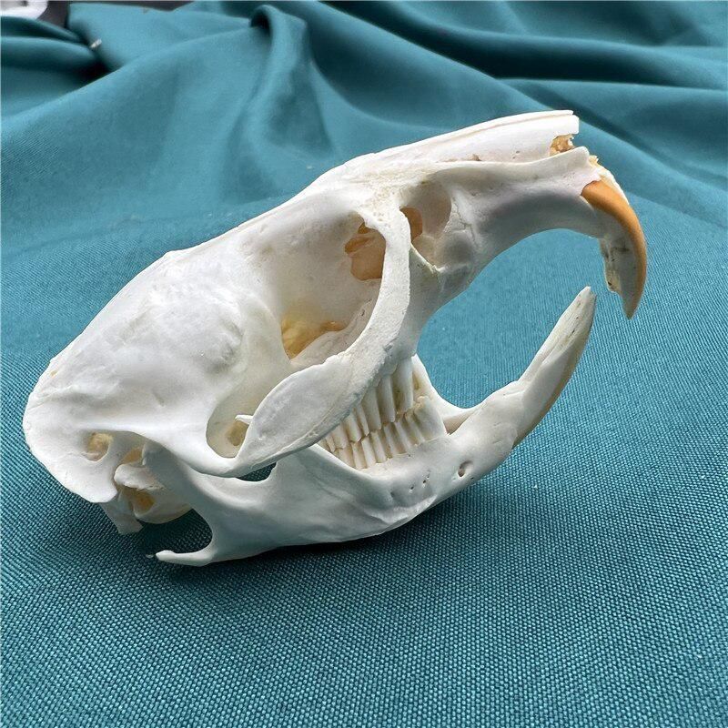 2115 Wholesale series 1/5/10 Pcs Crocodile Skull Artwork Decorative Sculpture Lot Premium Quality Animal Skull Home Decor Science
