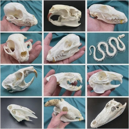 2115 Wholesale series 1/5/10 Pcs Crocodile Skull Artwork Decorative Sculpture Lot Premium Quality Animal Skull Home Decor Science
