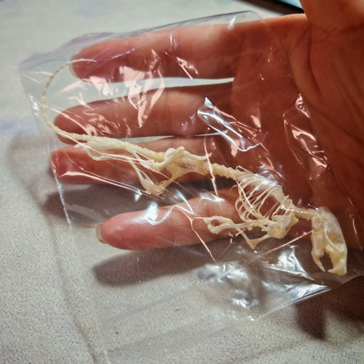 2247 1/5/10 Pcs Adjustable Pose Rat Skeleton Art DIY Craft Kit Halloween Gothic Home Decor Handmade Sculpture Bulk Wholesale