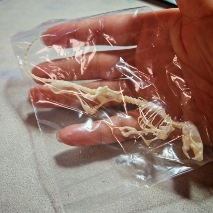 2247 1/5/10 Pcs Adjustable Pose Rat Skeleton Art DIY Craft Kit Halloween Gothic Home Decor Handmade Sculpture Bulk Wholesale