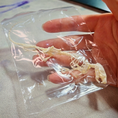 2247 1/5/10 Pcs Adjustable Pose Rat Skeleton Art DIY Craft Kit Halloween Gothic Home Decor Handmade Sculpture Bulk Wholesale