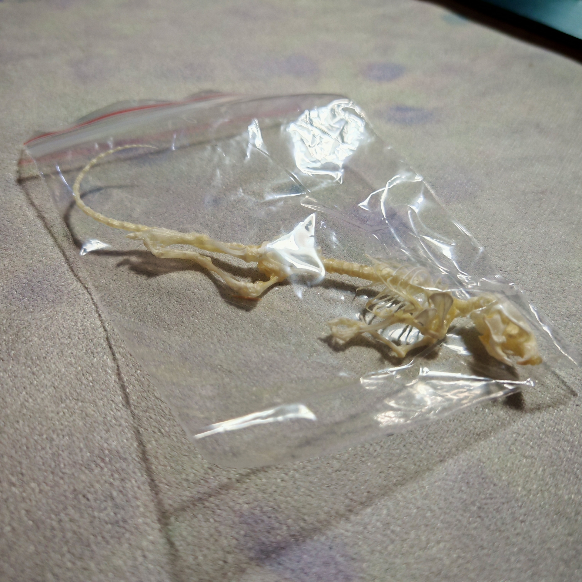 2247 1/5/10 Pcs Adjustable Pose Rat Skeleton Art DIY Craft Kit Halloween Gothic Home Decor Handmade Sculpture Bulk Wholesale