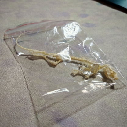 2247 1/5/10 Pcs Adjustable Pose Rat Skeleton Art DIY Craft Kit Halloween Gothic Home Decor Handmade Sculpture Bulk Wholesale