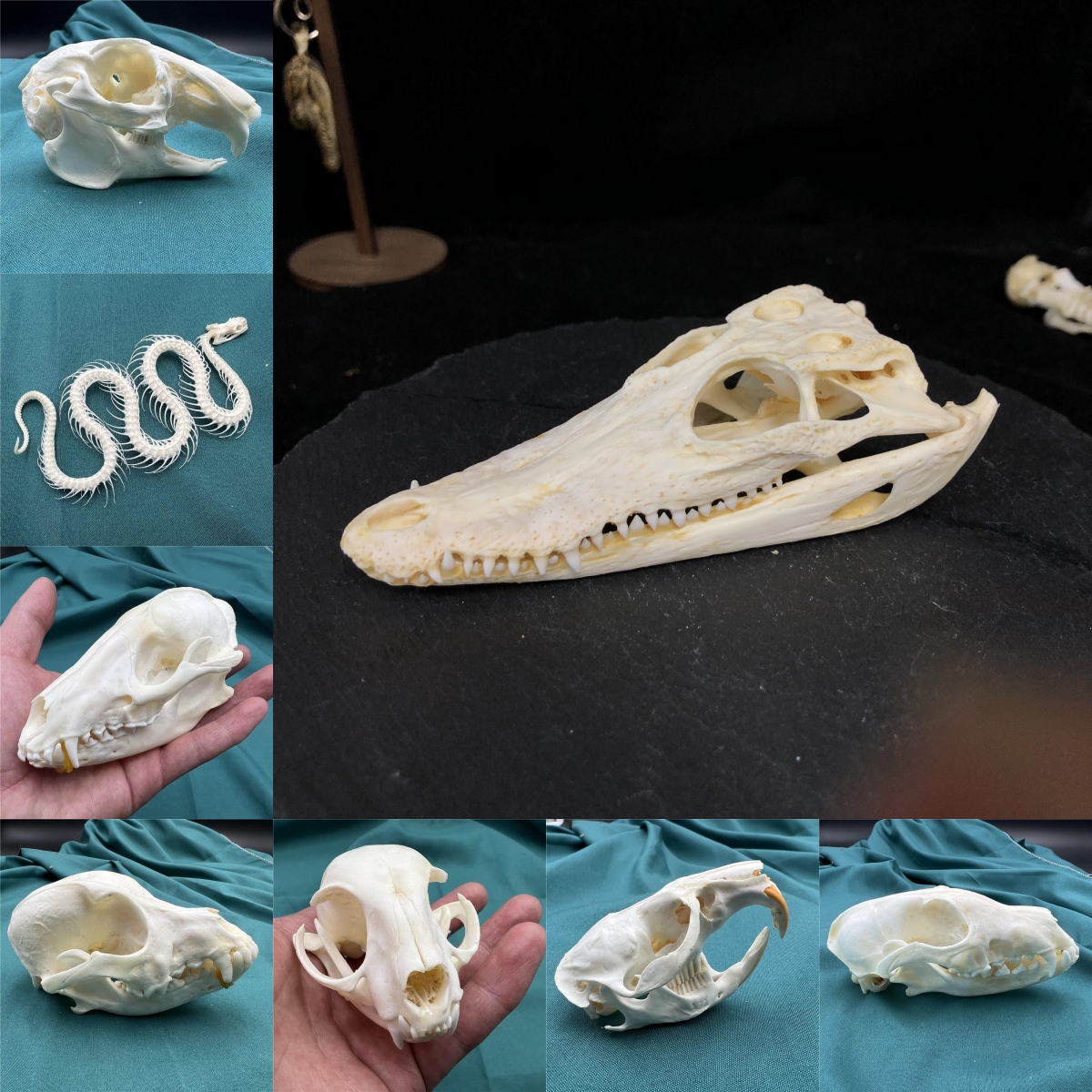 2115 Wholesale series 1/5/10 Pcs Crocodile Skull Artwork
