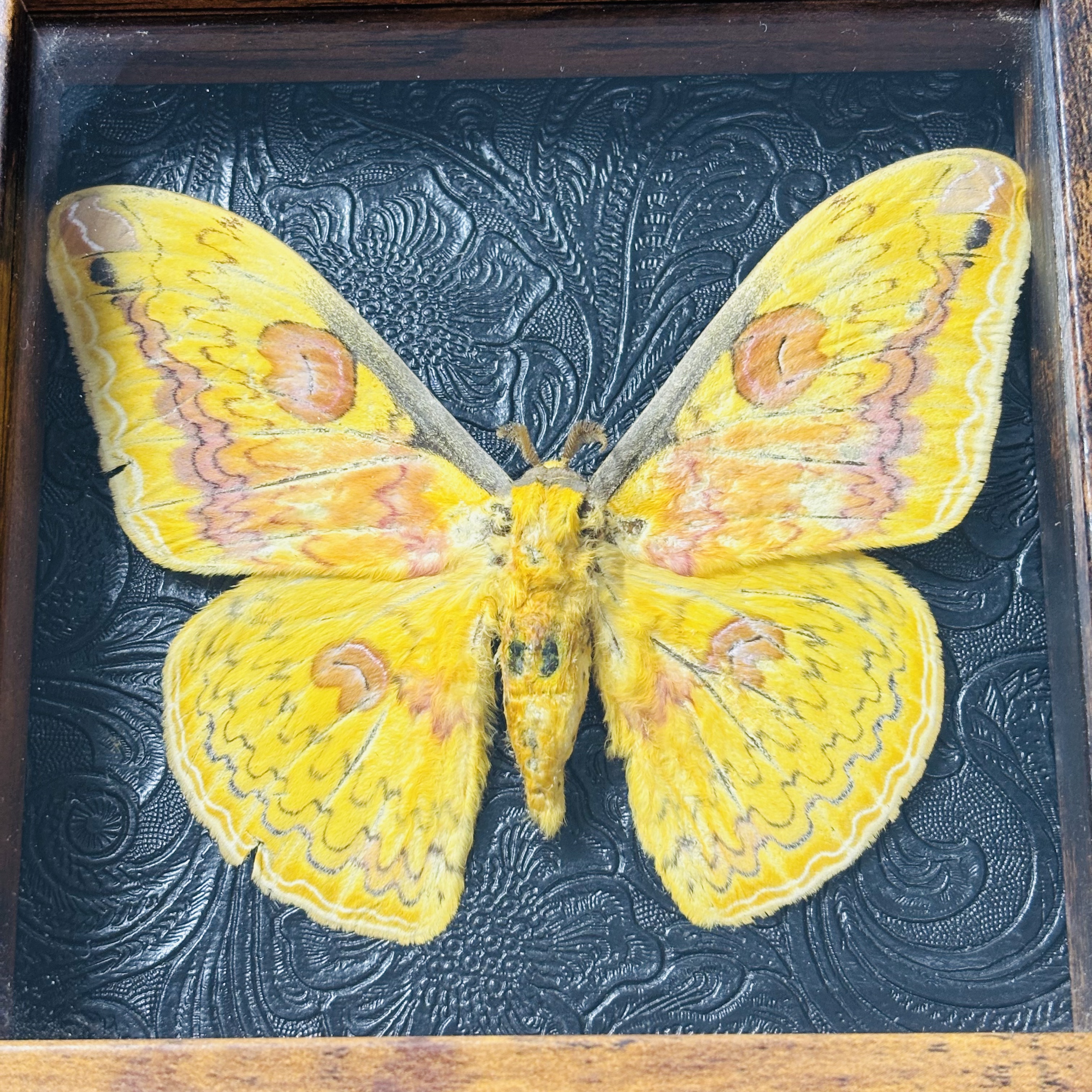 2051 Wholesale series 1/5/10pcs Death-headed Eagle Moth Gift Specimen Painting Gothic Art Creepy Weird Halloween Supplies Silent Lamb