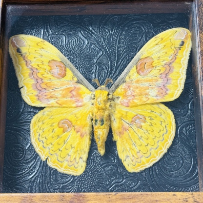 2051 Wholesale series 1/5/10pcs Death-headed Eagle Moth Gift Specimen Painting Gothic Art Creepy Weird Halloween Supplies Silent Lamb