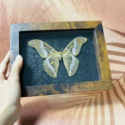 2051 Wholesale series 1/5/10pcs Death-headed Eagle Moth Gift Specimen Painting Gothic Art Creepy Weird Halloween Supplies Silent Lamb