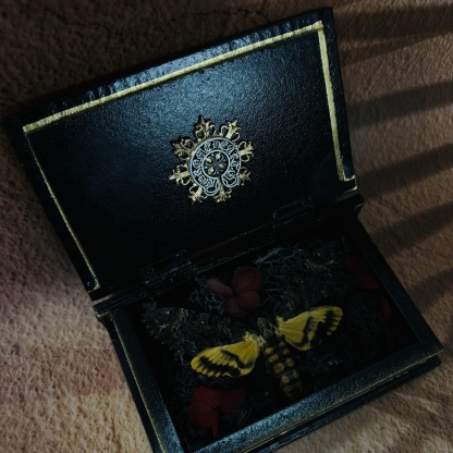 2051 Wholesale series 1/5/10pcs Death-headed Eagle Moth Gift Specimen Painting Gothic Art Creepy Weird Halloween Supplies Silent Lamb