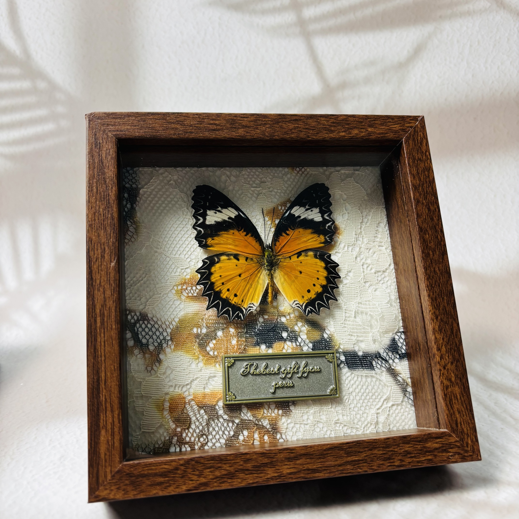 2051 Wholesale series 1/5/10pcs Death-headed Eagle Moth Gift Specimen Painting Gothic Art Creepy Weird Halloween Supplies Silent Lamb