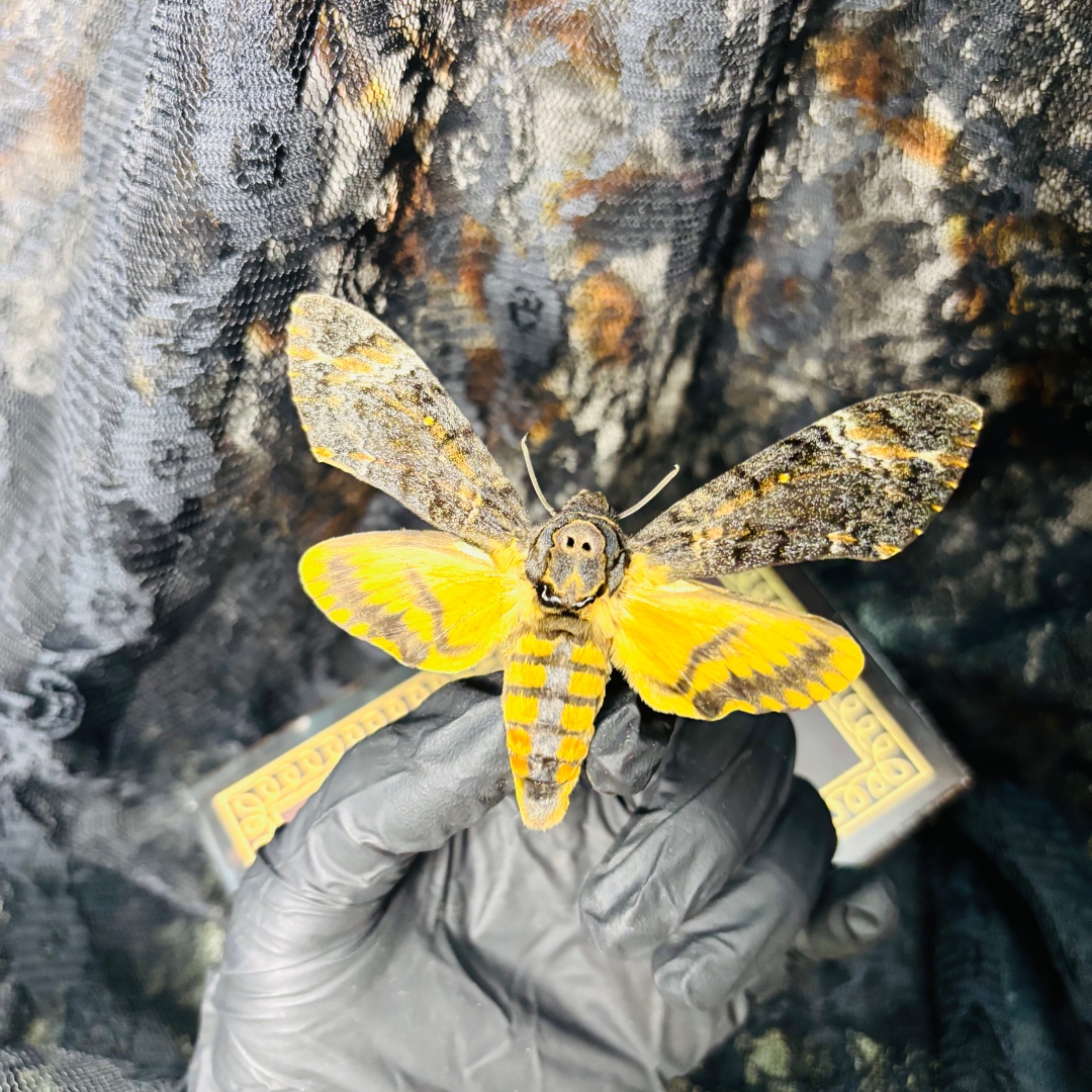 2051 Wholesale series 1/5/10pcs Death-headed Eagle Moth Gift Specimen Painting Gothic Art Creepy Weird Halloween Supplies Silent Lamb