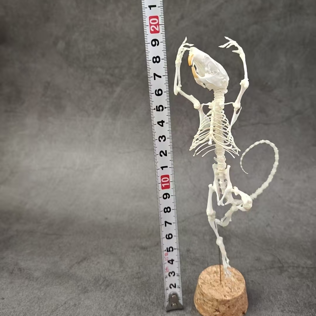 2048 Ballet mouse bone Taxidermy decoration Unique home furnishing Bone craft display Halloween party supplies