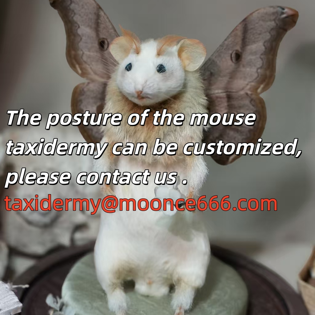 2240 The posture of the mouse taxidermy can be customized Art Exquisite Home Decor Unique Gift for Animal Lovers Vintage Style Miniature Animal Display