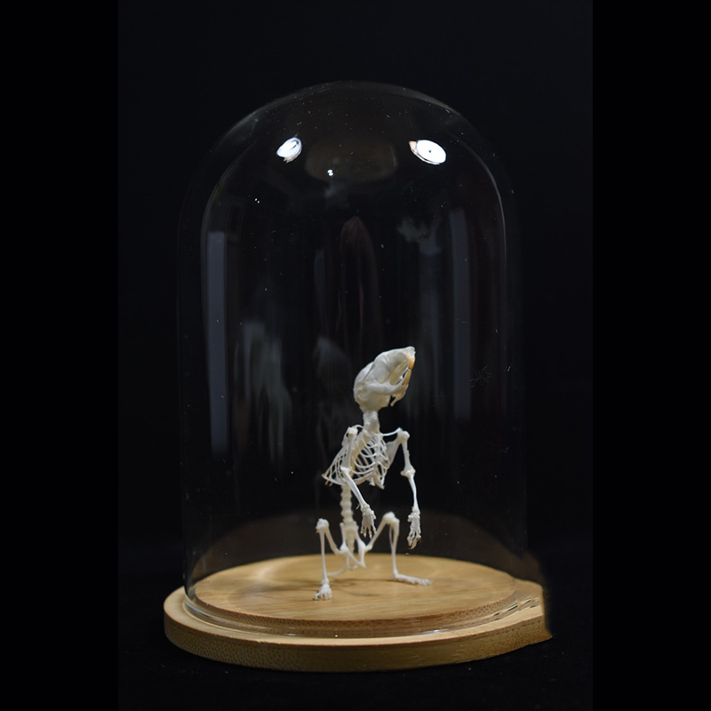 2028 Taxidermy Erect Cricetidae Skeletal Art Victorian Biology Display Bone Articulation Gothic Cabinet Replica Anthropomorphic Rodent