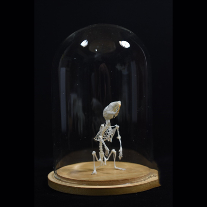 2028 Taxidermy Erect Cricetidae Skeletal Art Victorian Biology Display Bone Articulation Gothic Cabinet Replica Anthropomorphic Rodent