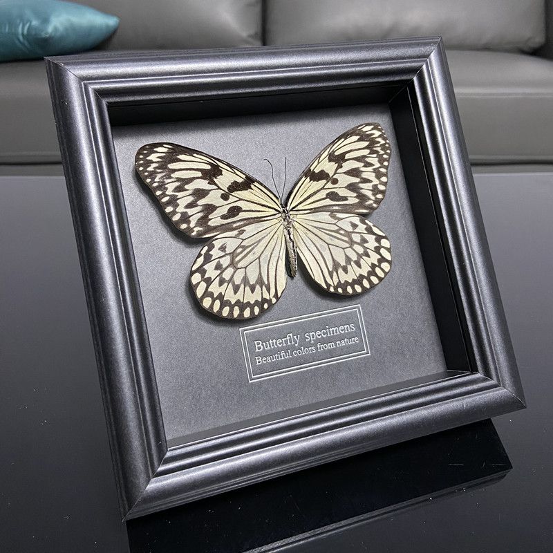 2047 Wholesale series 1/5/10pcs  Butterfly Specimen Painting Science Education Collection Wedding Decoration Christmas Halloween Gifts