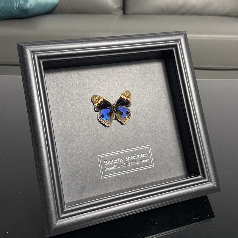 2047 Wholesale series 1/5/10pcs Butterfly Specimen Painting Science Education Collection Wedding Decoration Christmas Halloween Gifts