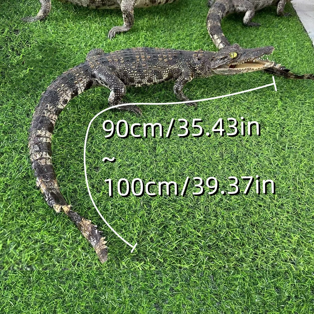 2200 Super 1M Crawling Crocodile Specimen Handmade Customized Dark Style Halloween Horror Resin Artwork Creative Birthday Gifts