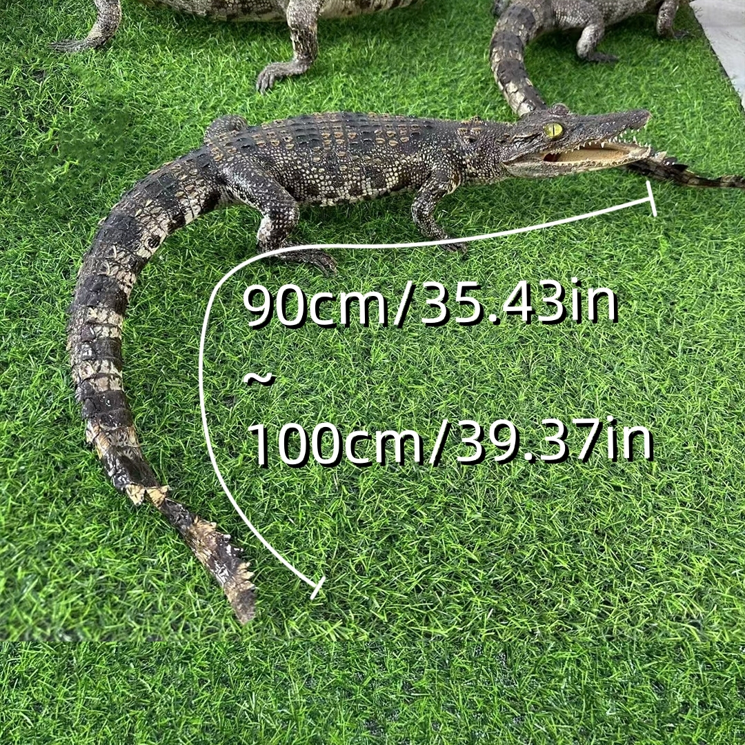 2200 Super 1M Crawling Crocodile Specimen Handmade Customized Dark Style Halloween Horror Resin Artwork Creative Birthday Gifts