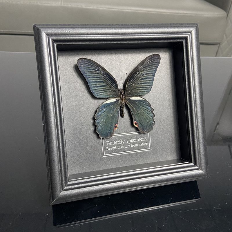 2047 Wholesale series 1/5/10pcs Butterfly Specimen Painting Science Education Collection Wedding Decoration Christmas Halloween Gifts