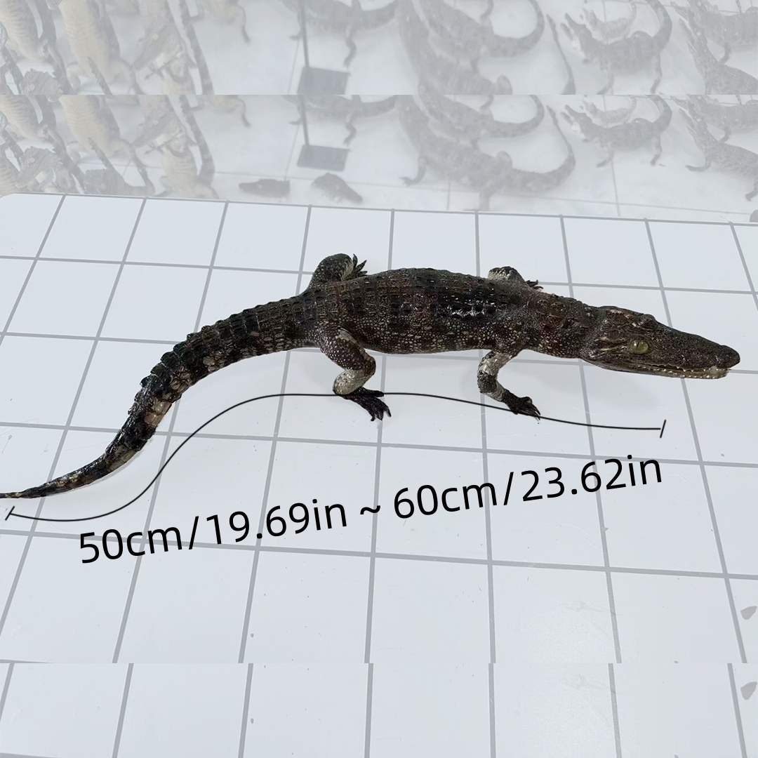 2200 Super 1M Crawling Crocodile Specimen Handmade Customized Dark Style Halloween Horror Resin Artwork Creative Birthday Gifts