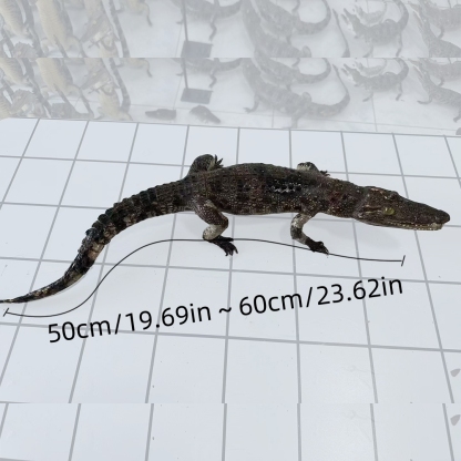 2200 Super 1M Crawling Crocodile Specimen Handmade Customized Dark Style Halloween Horror Resin Artwork Creative Birthday Gifts