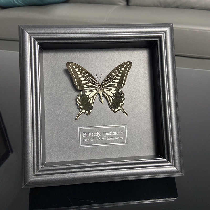 2047 Wholesale series 1/5/10pcs Butterfly Specimen Painting Science Education Collection Wedding Decoration Christmas Halloween Gifts