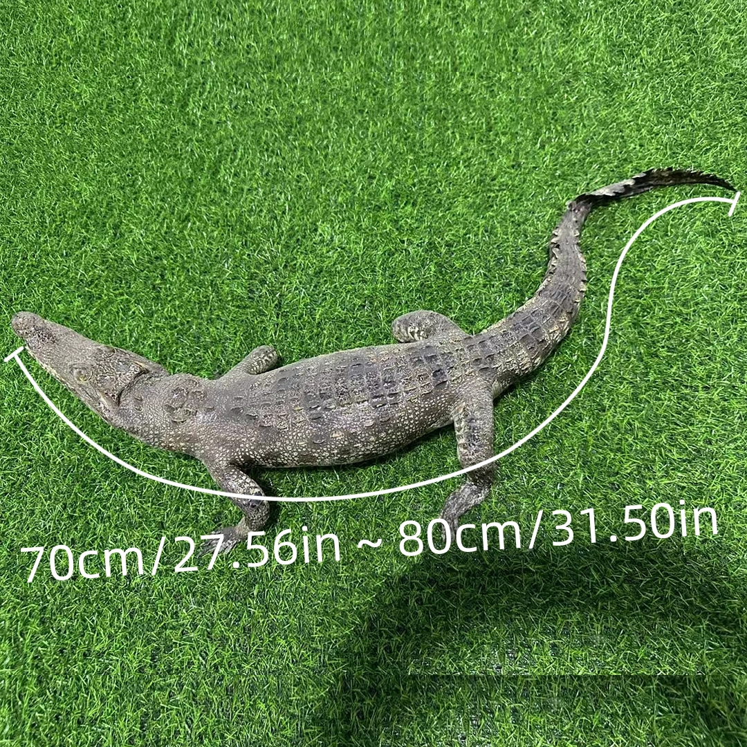 2200 Super 1M Crawling Crocodile Specimen Handmade Customized Dark Style Halloween Horror Resin Artwork Creative Birthday Gifts