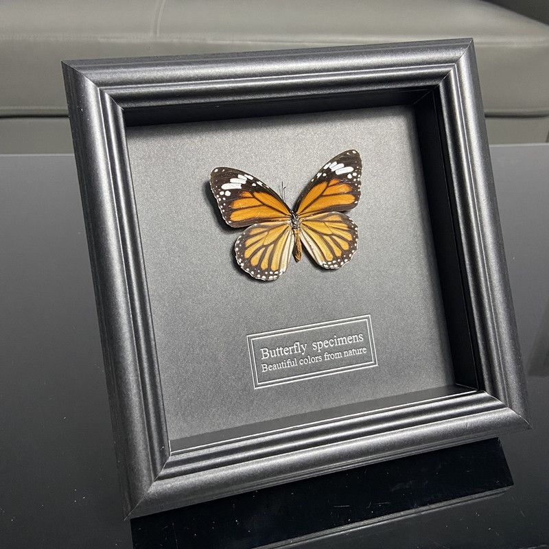 2047 Wholesale series 1/5/10pcs Butterfly Specimen Painting Science Education Collection Wedding Decoration Christmas Halloween Gifts