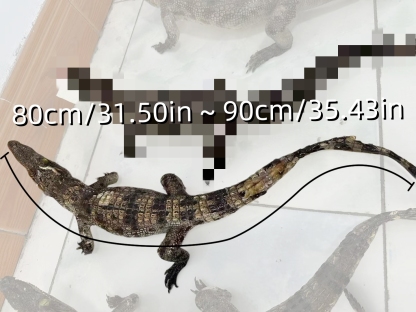 2200 Super 1M Crawling Crocodile Specimen Handmade Customized Dark Style Halloween Horror Resin Artwork Creative Birthday Gifts