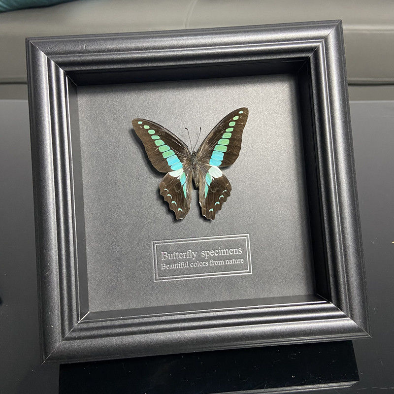 2047 Wholesale series 1/5/10pcs Butterfly Specimen Painting Science Education Collection Wedding Decoration Christmas Halloween Gifts