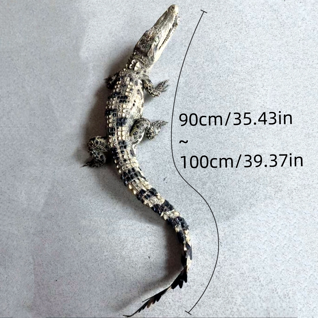 2200 Super 1M Crawling Crocodile Specimen Handmade Customized Dark Style Halloween Horror Resin Artwork Creative Birthday Gifts