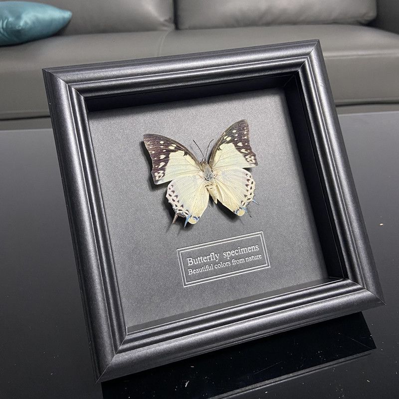 2047 Wholesale series 1/5/10pcs Butterfly Specimen Painting Science Education Collection Wedding Decoration Christmas Halloween Gifts