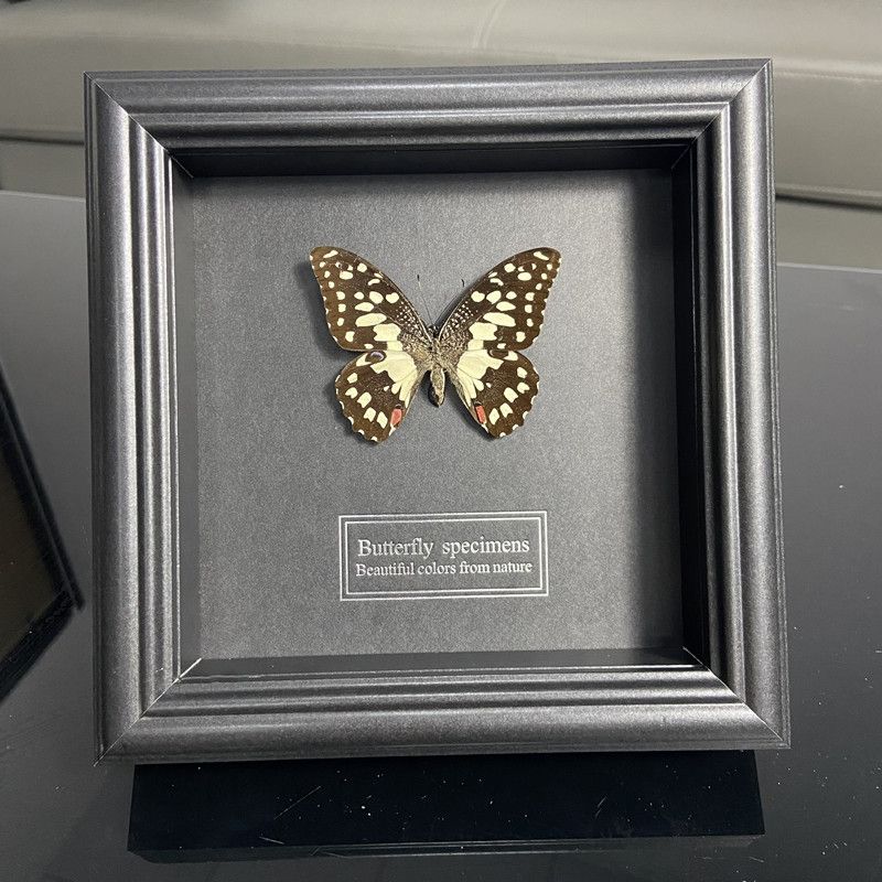 2047 Wholesale series 1/5/10pcs Butterfly Specimen Painting Science Education Collection Wedding Decoration Christmas Halloween Gifts