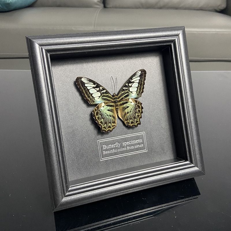 2047 Wholesale series 1/5/10pcs Butterfly Specimen Painting Science Education Collection Wedding Decoration Christmas Halloween Gifts