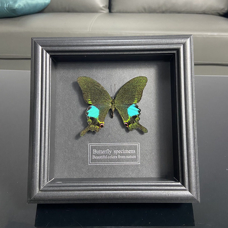 2047 Wholesale series 1/5/10pcs Butterfly Specimen Painting Science Education Collection Wedding Decoration Christmas Halloween Gifts