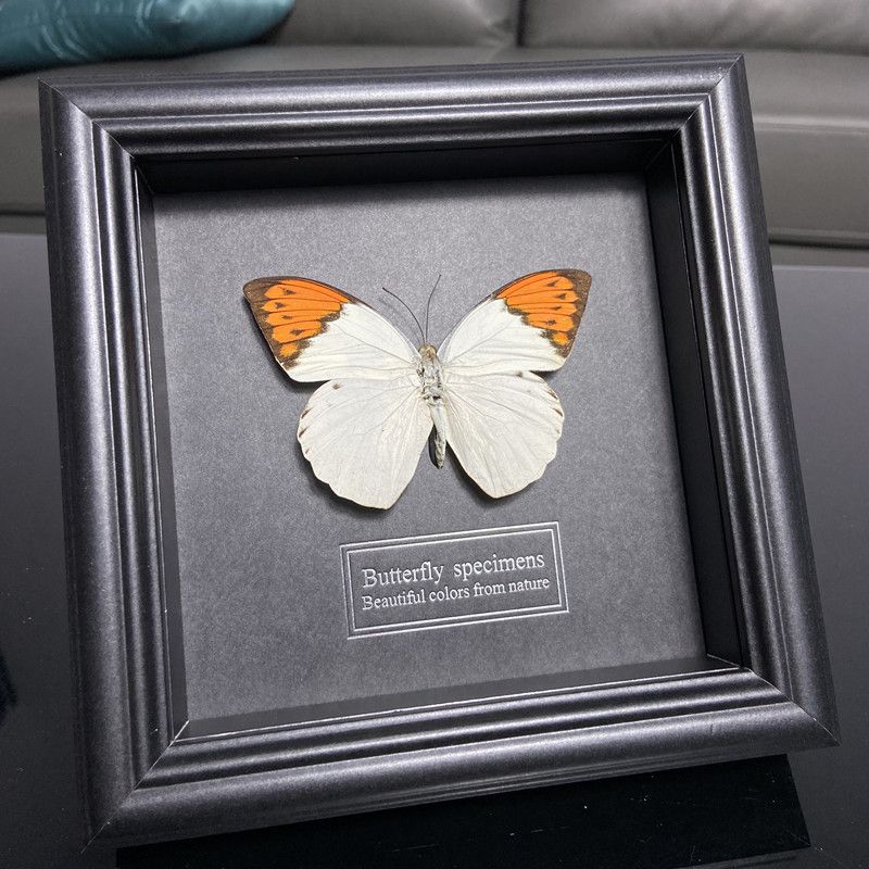 2047 Wholesale series 1/5/10pcs Butterfly Specimen Painting Science Education Collection Wedding Decoration Christmas Halloween Gifts