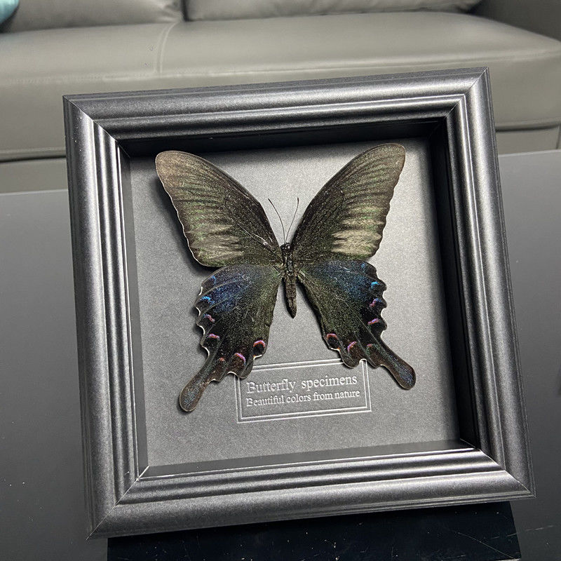 2047 Wholesale series 1/5/10pcs Butterfly Specimen Painting Science Education Collection Wedding Decoration Christmas Halloween Gifts