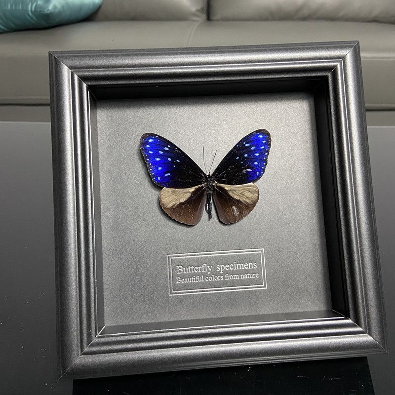 2047 Wholesale series 1/5/10pcs Butterfly Specimen Painting Science Education Collection Wedding Decoration Christmas Halloween Gifts