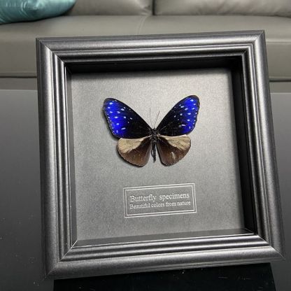 2047 Wholesale series 1/5/10pcs  Butterfly Specimen Painting Science Education Collection Wedding Decoration Christmas Halloween Gifts