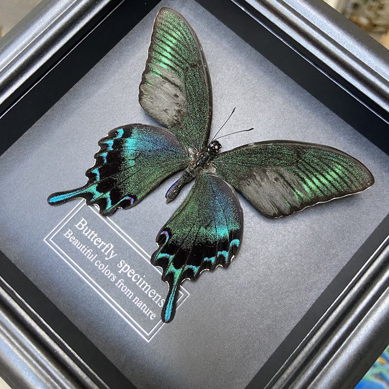 2047 Wholesale series 1/5/10pcs  Butterfly Specimen Painting Science Education Collection Wedding Decoration Christmas Halloween Gifts