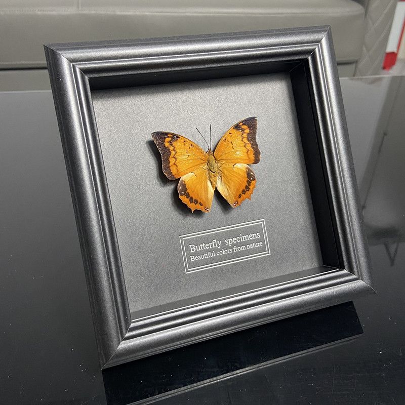 2047 Wholesale series 1/5/10pcs Butterfly Specimen Painting Science Education Collection Wedding Decoration Christmas Halloween Gifts