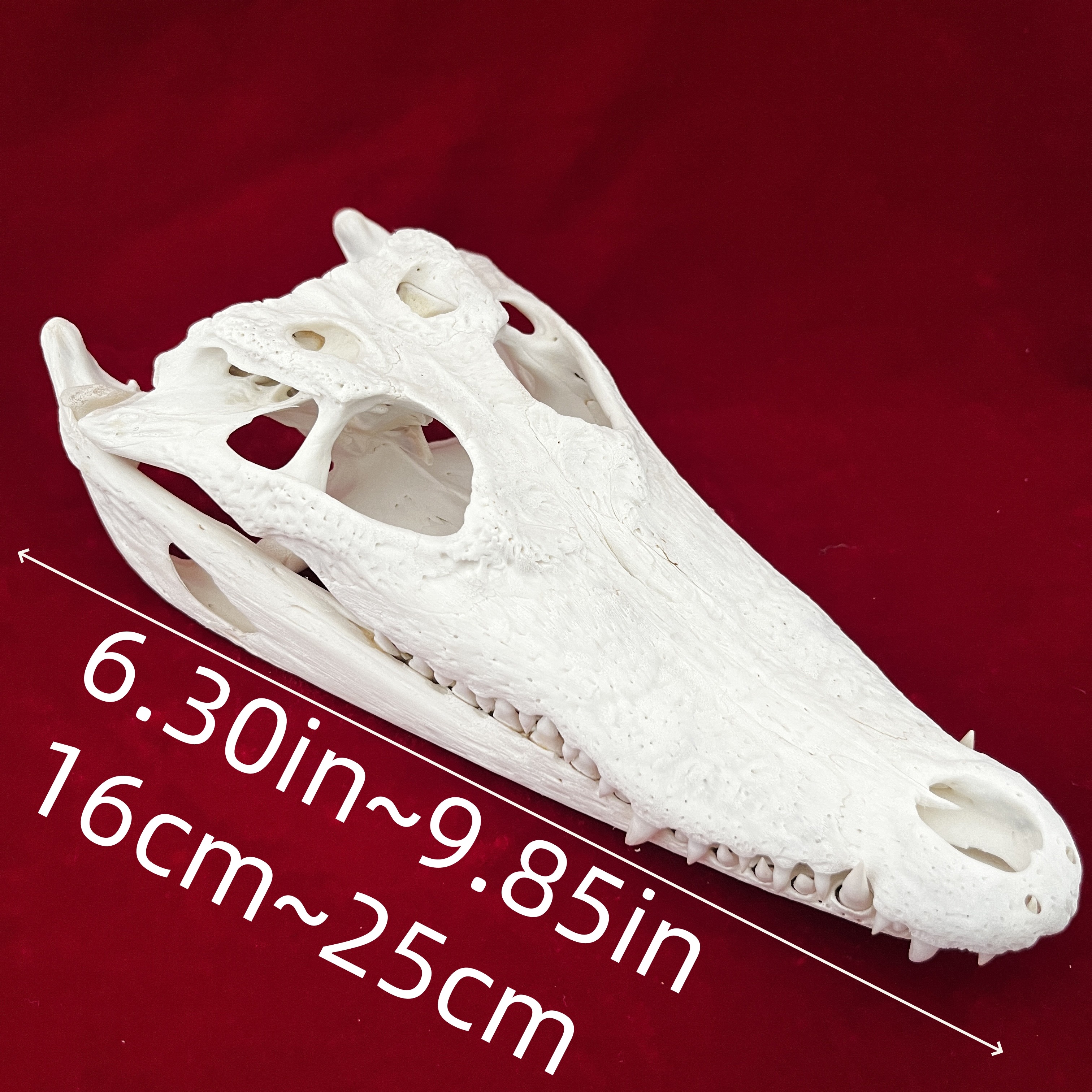 2128 Wholesale 1/5/10 Pcs Gothic Alligator Animal Skull Taxidermy Decor Figurines Horror Craft Ornament Gift for Halloween Christmas Party