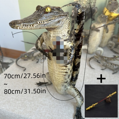 2200 Super 1M Crawling Crocodile Specimen Handmade Customized Dark Style Halloween Horror Resin Artwork Creative Birthday Gifts